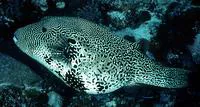 Map puffer (Arothron mappa)