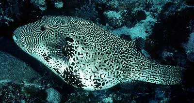 Map puffer (Arothron mappa)