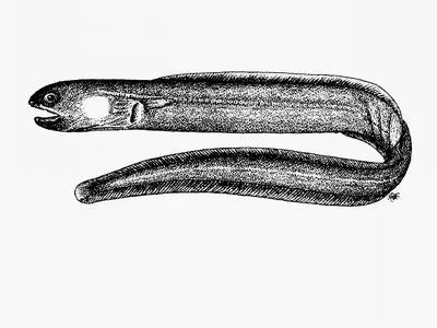 Maputo conger (Bathymyrus smithi)