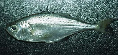Maracaibo leatherjacket (Oligoplites palometa)