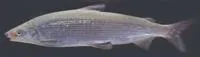 Maraena whitefish (Coregonus maraena)