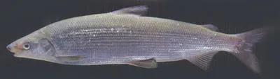 Maraena whitefish (Coregonus maraena)