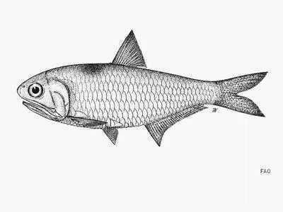 Marasri's thryssa (Thryssa marasriae)