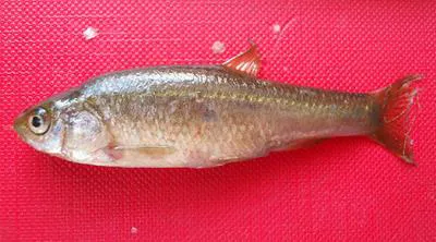 Marathon minnow (Pelasgus marathonicus)