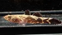 Marble goby (Oxyeleotris marmorata)