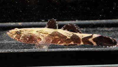 Marble goby (Oxyeleotris marmorata)