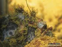 Marble-mouthed frogfish (Lophiocharon lithinostomus)