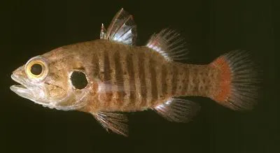 Marbled cardinalfish (Fowleria marmorata)
