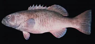 Marbled coralgrouper (Plectropomus punctatus)