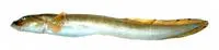 Marbled eelpout (Lycodes raridens)