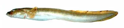 Marbled eelpout (Lycodes raridens)