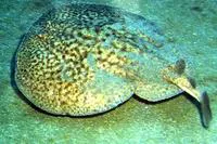 Marbled electric ray (Torpedo marmorata)