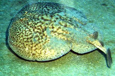 Marbled electric ray (Torpedo marmorata)
