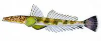 Marbled flathead (Platycephalus marmoratus)