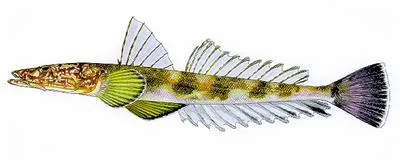 Marbled flathead (Platycephalus marmoratus)