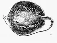 Marbled freshwater whip ray (Himantura krempfi)