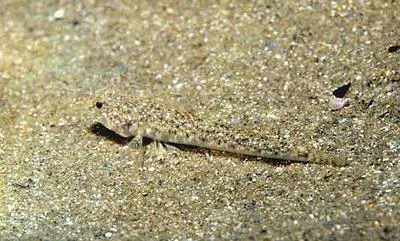 Marbled goby (Pomatoschistus marmoratus)