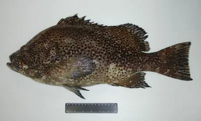 Marbled grouper (Dermatolepis inermis)