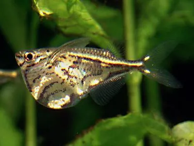 Marbled hatchetfish (Carnegiella strigata)