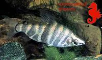 Marbled headstander (Abramites hypselonotus)