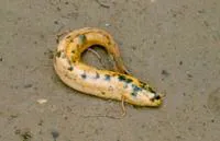 Marbled lungfish (Protopterus aethiopicus aethiopicus)