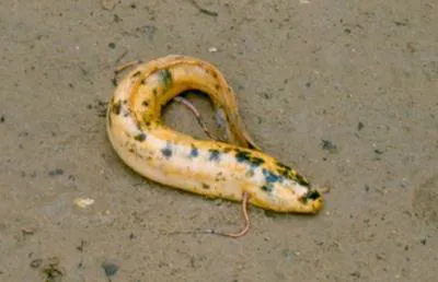 Marbled lungfish (Protopterus aethiopicus aethiopicus)