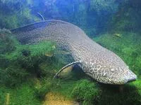 Marbled Lungfish (Protopterus aethiopicus mesmaekersi)