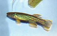 Marbled lyretail (Fundulopanchax marmoratus)