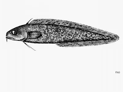 Marbled moray cod (Muraenolepis marmorata)