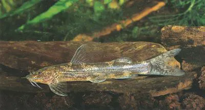 Marbled mountain catfish (Amphilius jacksonii)