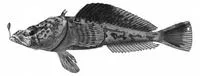 Marbled plunderfish (Pogonophryne marmorata)