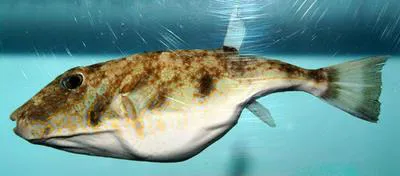 Marbled puffer (Sphoeroides dorsalis)