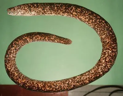 Marbled reef-eel (Uropterygius marmoratus)