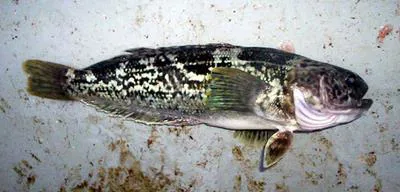Marbled rockcod (Notothenia rossii)