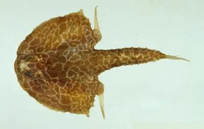 Marbled seabat (Halicmetus reticulatus)