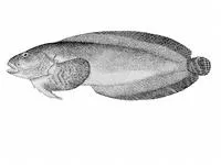 Marbled snailfish (Liparis dennyi)