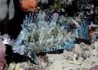 Marbled spinefoot (Siganus rivulatus)