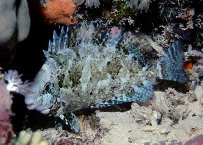 Marbled spinefoot (Siganus rivulatus)