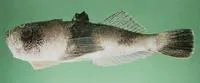 Marbled stargazer (Uranoscopus bicinctus)