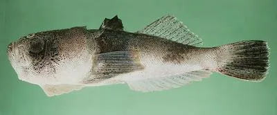 Marbled stargazer (Uranoscopus bicinctus)