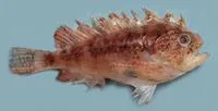 Marbled stingfish (Cottapistus cottoides)