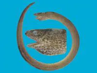 Marbled swamp eel (Synbranchus marmoratus)