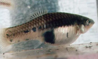 Marbled swordtail (Xiphophorus meyeri)