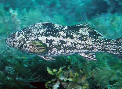 Marblefish (Aplodactylus arctidens)