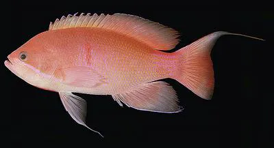 Marcia's anthias (Pseudanthias marcia)
