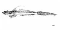 Margaret's dragonet (Callionymus margaretae)