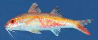 Margaretha's goatfish (Upeneus margarethae)
