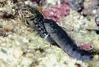 Margarita blenny (Malacoctenus margaritae)