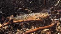 Margay pencil catfish (Trichomycterus maracaya)