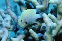 Marginate dascyllus (Dascyllus marginatus)